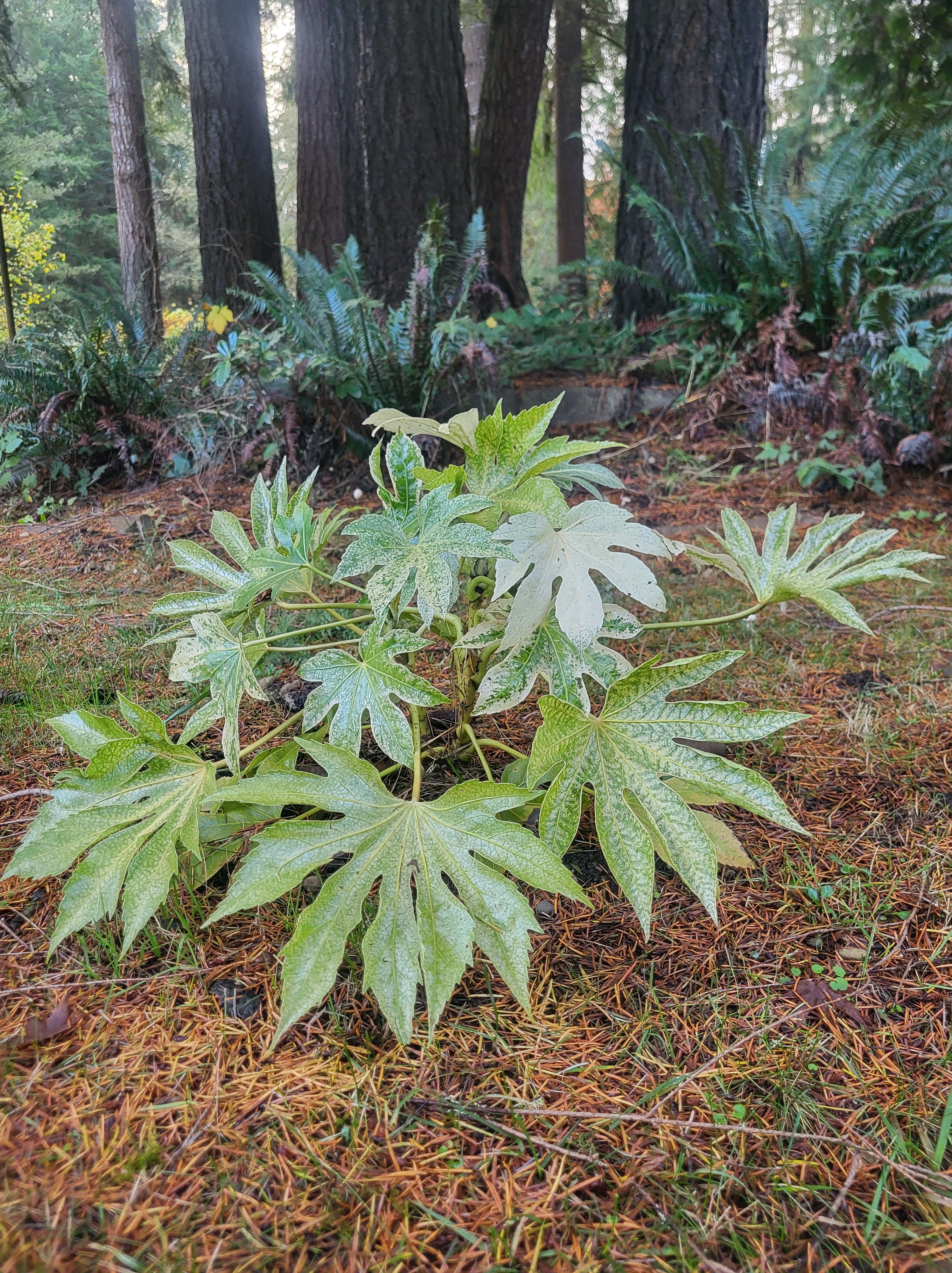 Japanese aralia – The Pink Tree Collective